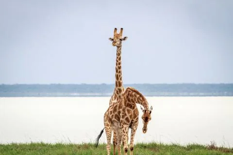 Giraffe starring at the camera. Stock Photos