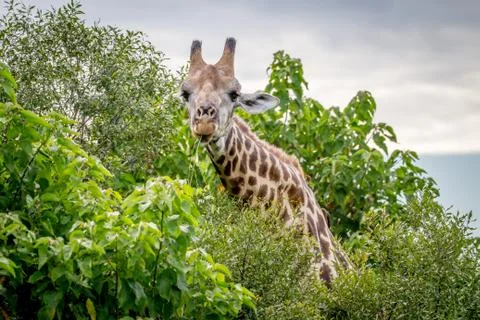 Giraffe starring at the camera. Stock Photos