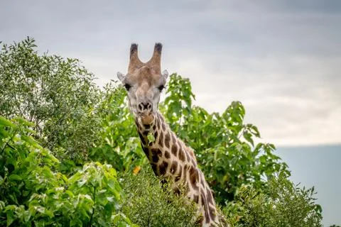 Giraffe starring at the camera. Stock Photos