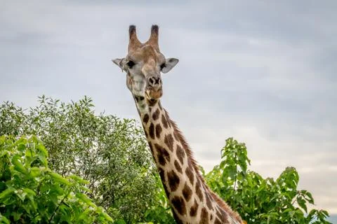 Giraffe starring at the camera. Stock Photos