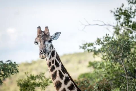 Giraffe starring at the camera. Stock Photos