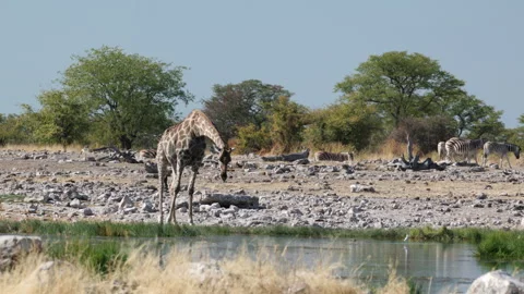 Giraffe starts drinking from goas waterhole at etosha Stock Footage 337448934