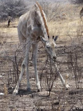 A giraffe in the steppe Stock Photos