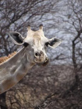 A giraffe in the steppe Stock Photos