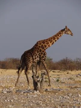 A giraffe in the steppe Stock Photos