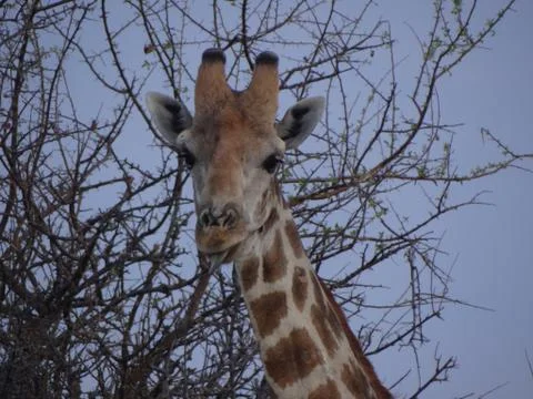 A giraffe in the steppe Stock Photos