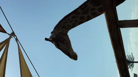 The giraffe sticks its head over the fence. animals in the zoo Stock Footage 274670888