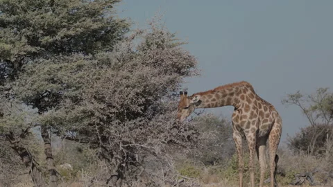 Giraffe stops foraging and looks up near chudop waterhole at etosha Video stock 342363891