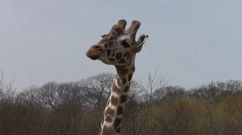 Giraffe stretch Stock Footage 22516140