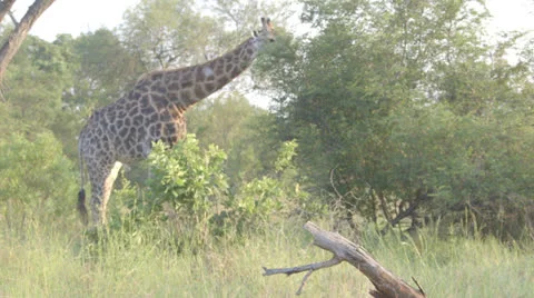 Giraffe stretching to eat from a tree Stock Footage 25444836