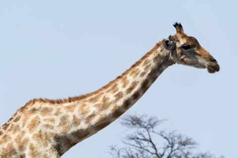 Giraffe stretching neck. Stock Photos