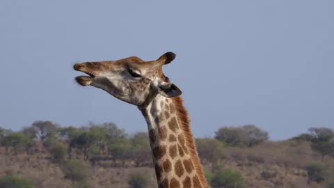 A giraffe sucks an old bone for nutrition Stock Footage 341485248