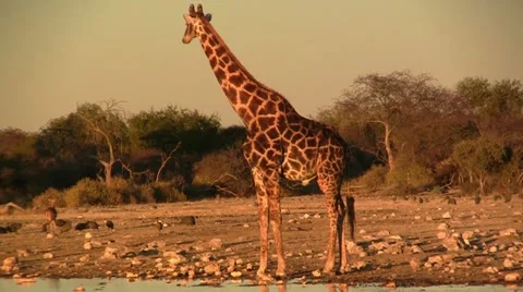 Giraffe at sunset Stock Footage 12165739