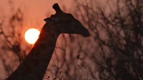 Giraffe in the sunset 動画素材 31307283
