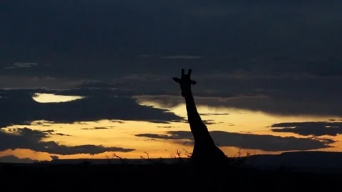 Giraffe At Sunset Video stock 70646394