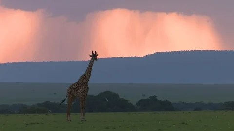 GIRAFFE AT SUNSET Video stock 88102176