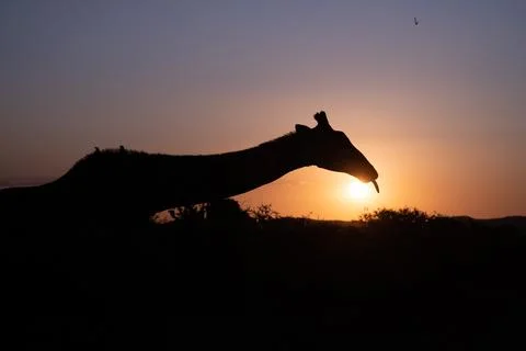 Giraffe Sunset NoEdit Stock Photos