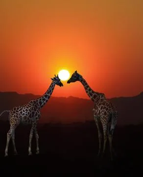 Giraffe sunset 스톡 사진