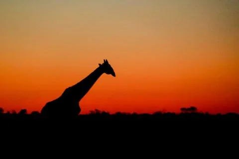Giraffe at Sunset Stock Photos