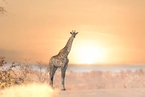 Giraffe at sunset Stock Photos