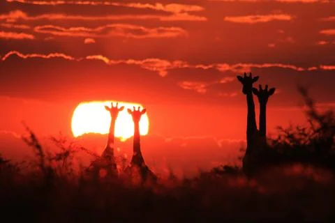Giraffe Sunset - Wildlife Background from Africa - Natural Colors of Gold Stock Photos