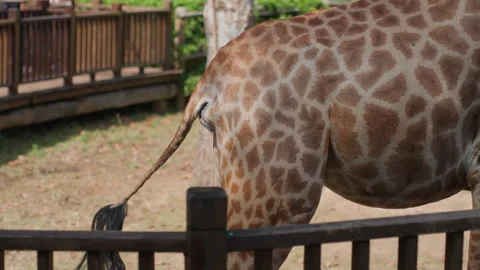 Giraffe sways close. Tall giraffe approaches area designated for feeding Stock Footage 330164097