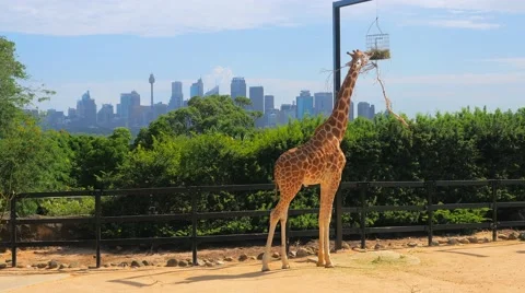 Giraffe in Sydney, 4k Stock Footage 55886754