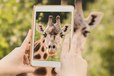Giraffe in a tabet Stock Photos