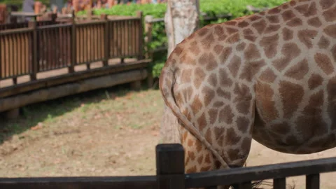 Giraffe tail flick. Spotted giraffe near wooden fence. Serene scene of giraffe Stock Footage 330416309
