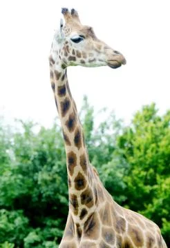 Giraffe tall Stock Photos