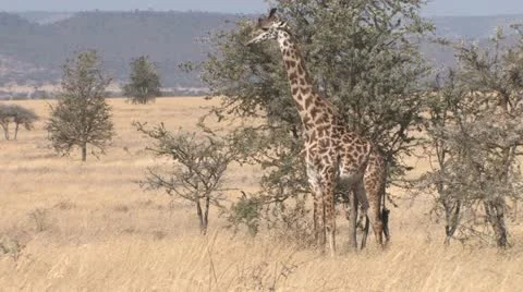 Giraffe in Tanzania Stock Footage 11882876