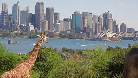 Giraffe in the Taronga zoo looking toward Sydney harbor Stock Footage