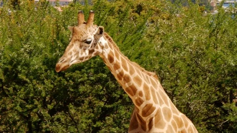 Giraffe at Taronga Zoo Sydney Stock Footage