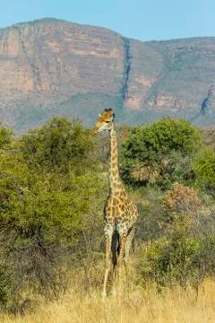 Giraffe in thick bush 스톡 사진