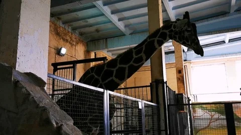 Giraffe tilts his head, moving indoors, in the zoo enclosure Stock Footage 118205865