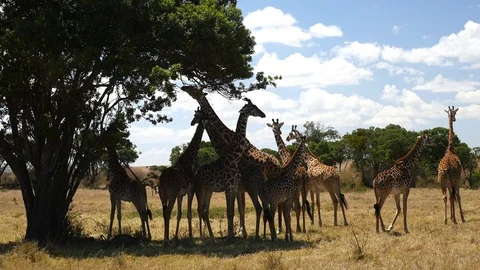 Giraffe tower Stock Footage 108130352