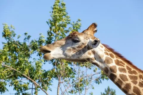 Giraffe on the tree and sky background Photos