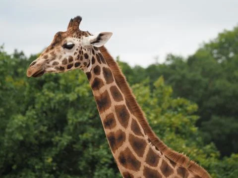Giraffe with trees behind him Stock Photos
