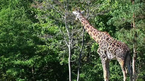 Giraffe in the trees Video stock 8918868