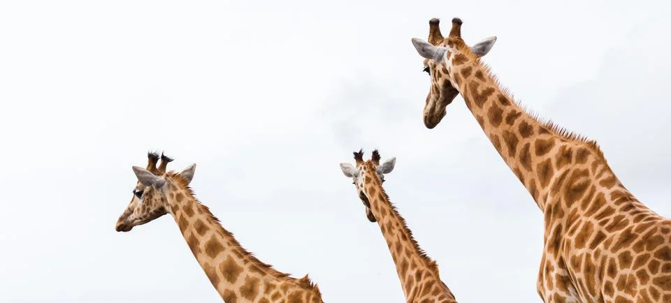 Giraffe trio Stock Photos