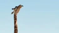 Giraffe Trying To Reach Tree Branch African Wildlife Wild Animal Stock Footage