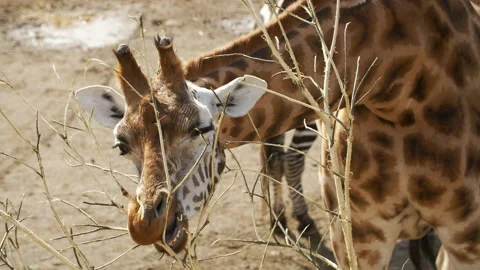 Giraffe trying to strip twigs off tree (Close up) Stock Footage 162718906
