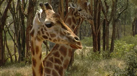 Giraffe ts P1 Vídeo Stock 981768