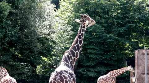 Giraffe turned away from the public. How do you me bored Stock Footage 48788387