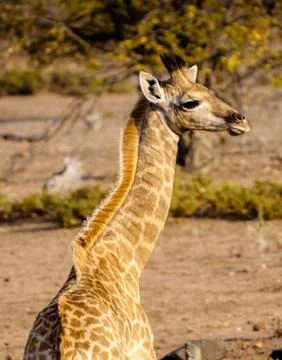 Giraffe turning neck Stock Photos