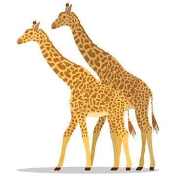 Giraffe, two giraffes isolated on white background. Vector illustration. Stock Illustration