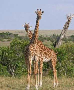 Giraffe two Stock Photos