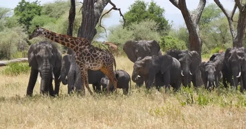 Giraffe under trees with Elephants Stock Footage 60386000