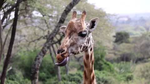 Giraffe using his long tounge to itch his face Stock Footage 170893679