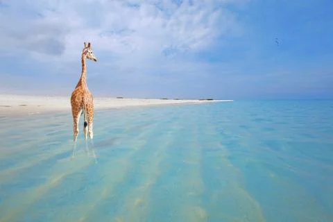 Giraffe on vacation Stock Photos